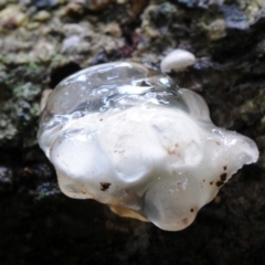 Crepidotus sp. at Box Cutting Rainforest Walk - 17 Mar 2019 10:20 AM