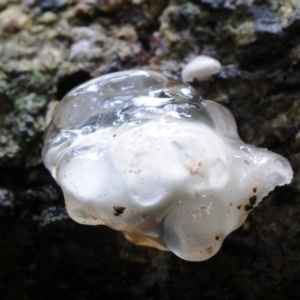 Crepidotus sp. at Box Cutting Rainforest Walk - 17 Mar 2019