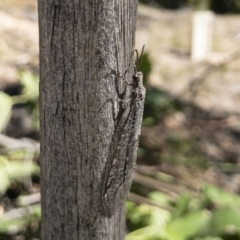 Glenoleon meteoricus (Patch-wing Glenoleon) at Michelago, NSW - 24 Feb 2019 by Illilanga