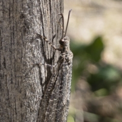 Glenoleon meteoricus at Michelago, NSW - 24 Feb 2019 03:13 PM