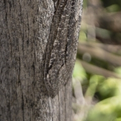 Glenoleon meteoricus at Michelago, NSW - 24 Feb 2019 03:13 PM