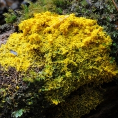 Fuligo septica (Scrambled egg slime) at Kianga, NSW - 16 Mar 2019 by Teresa