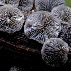 Resupinatus applicatus at Kianga, NSW - 17 Mar 2019