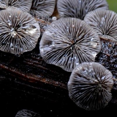 Resupinatus applicatus (Smoked Oysterling ) at Bodalla State Forest - 16 Mar 2019 by Teresa