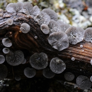 Resupinatus applicatus at Kianga, NSW - 17 Mar 2019