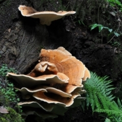 Laetiporus sulphureus (Chicken of the Woods) at Box Cutting Rainforest Walk - 16 Mar 2019 by Teresa