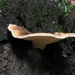 Laetiporus sulphureus at Box Cutting Rainforest Walk - 17 Mar 2019