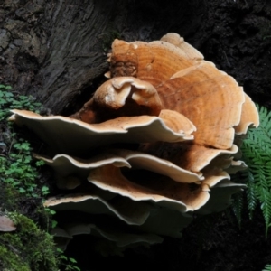 Laetiporus sulphureus at Box Cutting Rainforest Walk - 17 Mar 2019