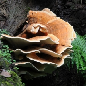 Laetiporus sulphureus at Box Cutting Rainforest Walk - 17 Mar 2019