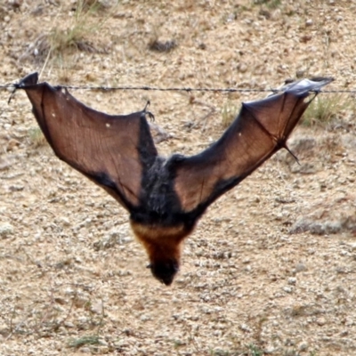 Pteropus poliocephalus (Grey-headed Flying-fox) at Tharwa, ACT - 17 Mar 2019 by RodDeb
