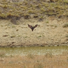 Pteropus poliocephalus at Tharwa, ACT - 17 Mar 2019 10:45 AM