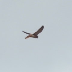 Falco cenchroides (Nankeen Kestrel) at Gigerline Nature Reserve - 16 Mar 2019 by RodDeb