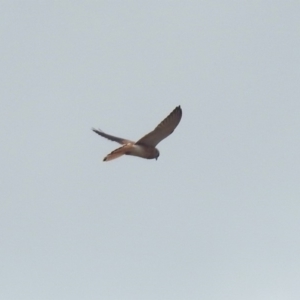 Falco cenchroides at Tharwa, ACT - 17 Mar 2019