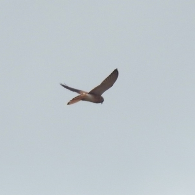 Falco cenchroides (Nankeen Kestrel) at Gigerline Nature Reserve - 16 Mar 2019 by RodDeb