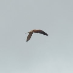 Falco cenchroides at Tharwa, ACT - 17 Mar 2019