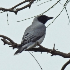 Coracina novaehollandiae (Black-faced Cuckooshrike) at Paddys River, ACT - 17 Mar 2019 by RodDeb