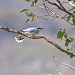 Coracina novaehollandiae at Paddys River, ACT - 17 Mar 2019