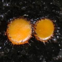 Scutellinia sp. (Scutellinia) at Box Cutting Rainforest Walk - 16 Mar 2019 by Teresa