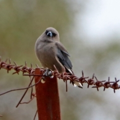 Artamus cyanopterus cyanopterus (Dusky Woodswallow) at Paddys River, ACT - 17 Mar 2019 by RodDeb