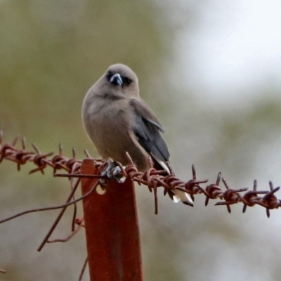 Artamus cyanopterus (Dusky Woodswallow) at Paddys River, ACT - 17 Mar 2019 by RodDeb