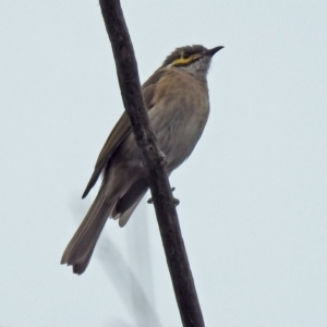 Caligavis chrysops at Paddys River, ACT - 17 Mar 2019