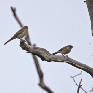 Caligavis chrysops at Paddys River, ACT - 17 Mar 2019