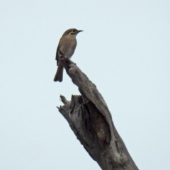 Caligavis chrysops at Paddys River, ACT - 17 Mar 2019