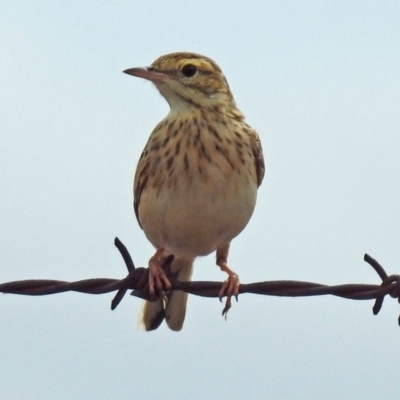 Anthus australis (Australian Pipit) at Paddys River, ACT - 17 Mar 2019 by RodDeb