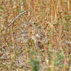 Anthus australis at Paddys River, ACT - 17 Mar 2019 11:22 AM