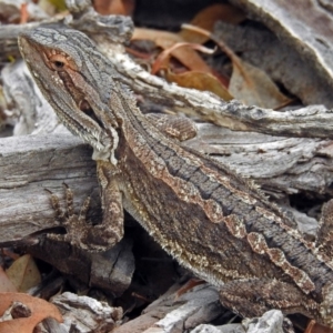 Pogona barbata at Tennent, ACT - suppressed