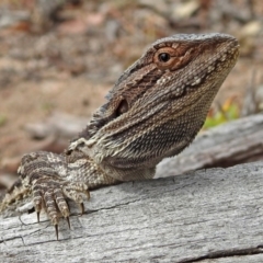 Pogona barbata at Tennent, ACT - suppressed