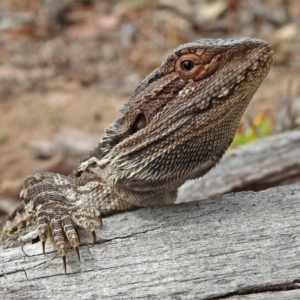 Pogona barbata at Tennent, ACT - suppressed