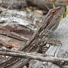 Pogona barbata at Tennent, ACT - suppressed