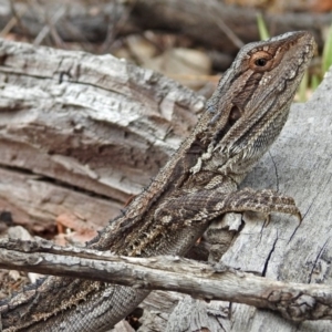 Pogona barbata at Tennent, ACT - suppressed