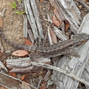 Pogona barbata at Tennent, ACT - suppressed