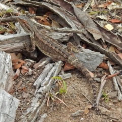 Pogona barbata at Tennent, ACT - suppressed