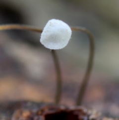 Gloiocephala epiphylla at Box Cutting Rainforest Walk - 17 Mar 2019