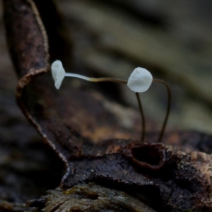 Gloiocephala epiphylla at Box Cutting Rainforest Walk - 17 Mar 2019