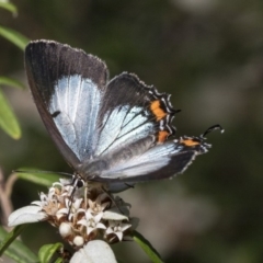 Jalmenus evagoras (Imperial Hairstreak) at ANBG - 15 Mar 2019 by AlisonMilton