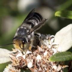 Megachile (Eutricharaea) maculariformis (Gold-tipped leafcutter bee) at ANBG - 15 Mar 2019 by AlisonMilton