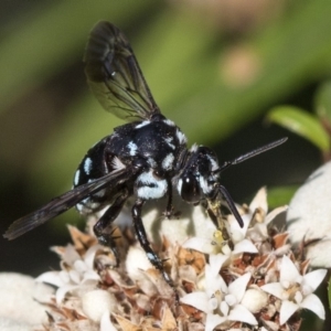 Thyreus caeruleopunctatus at Acton, ACT - 15 Mar 2019 02:37 PM