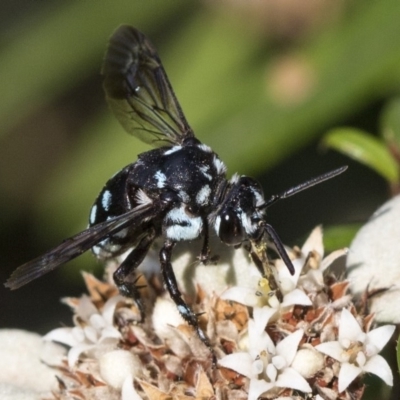 Thyreus caeruleopunctatus (Chequered cuckoo bee) at ANBG - 15 Mar 2019 by AlisonMilton