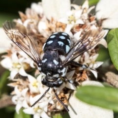 Thyreus caeruleopunctatus at Acton, ACT - 15 Mar 2019 02:37 PM