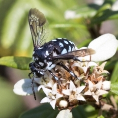 Thyreus caeruleopunctatus at Acton, ACT - 15 Mar 2019 02:37 PM