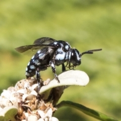 Thyreus caeruleopunctatus at Acton, ACT - 15 Mar 2019 02:37 PM