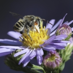 Megachile (Eutricharaea) macularis (Leafcutter bee, Megachilid bee) at Higgins, ACT - 1 Mar 2019 by AlisonMilton