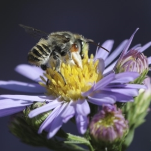 Megachile (Eutricharaea) macularis at Higgins, ACT - 1 Mar 2019 04:11 PM