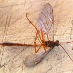 Enicospilus sp. (genus) (An ichneumon wasp) at Rosedale, NSW - 15 Mar 2019 by jb2602