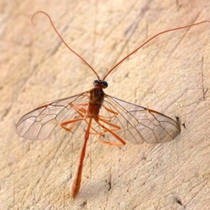 Enicospilus sp. (genus) at Rosedale, NSW - 15 Mar 2019