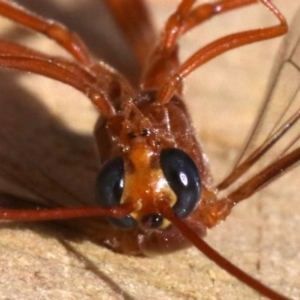 Enicospilus sp. (genus) at Rosedale, NSW - 15 Mar 2019 04:22 PM